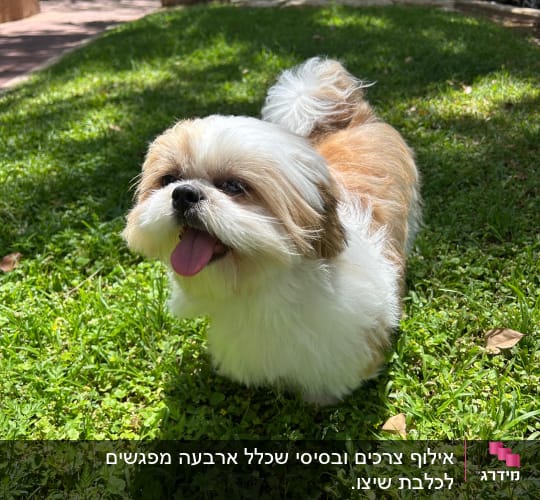 כלב קטן על דשא ירוק בשמש